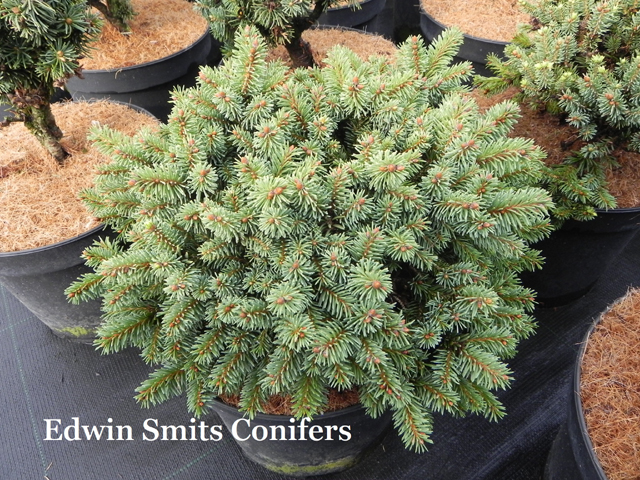 Picea alpestris (Picea abies var. alpestris) 'Lawine'